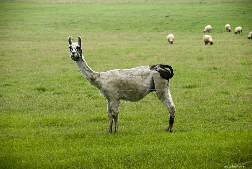 O que é uma lhama de guarda? Lhamas podem proteger ovelhas?