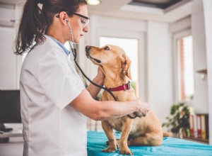 Jaké jsou náklady na veterinární školu v Kanadě? (Fakta a statistiky pro rok 2022)