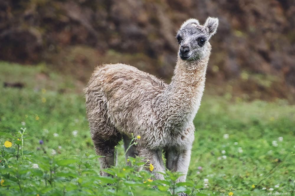 O que é uma alpaca? 20 fatos divertidos e interessantes sobre alpaca
