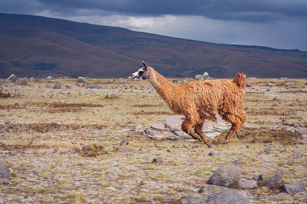 Hur snabbt kan en lama springa? Allt du behöver veta!