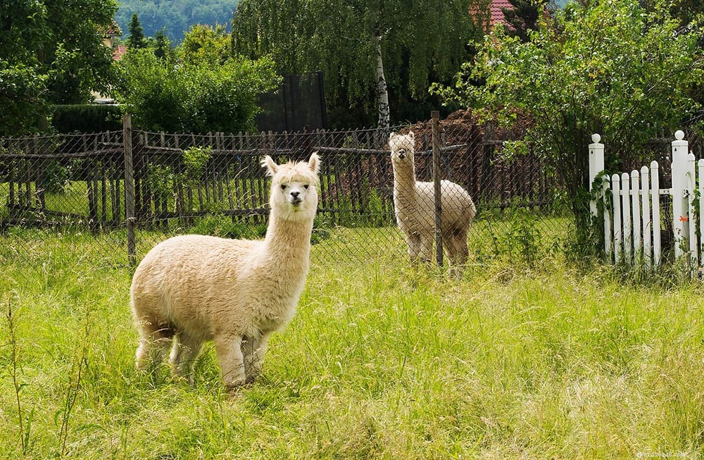 Quanto tempo vivono gli alpaca allo stato brado e in cattività? Cosa devi sapere!