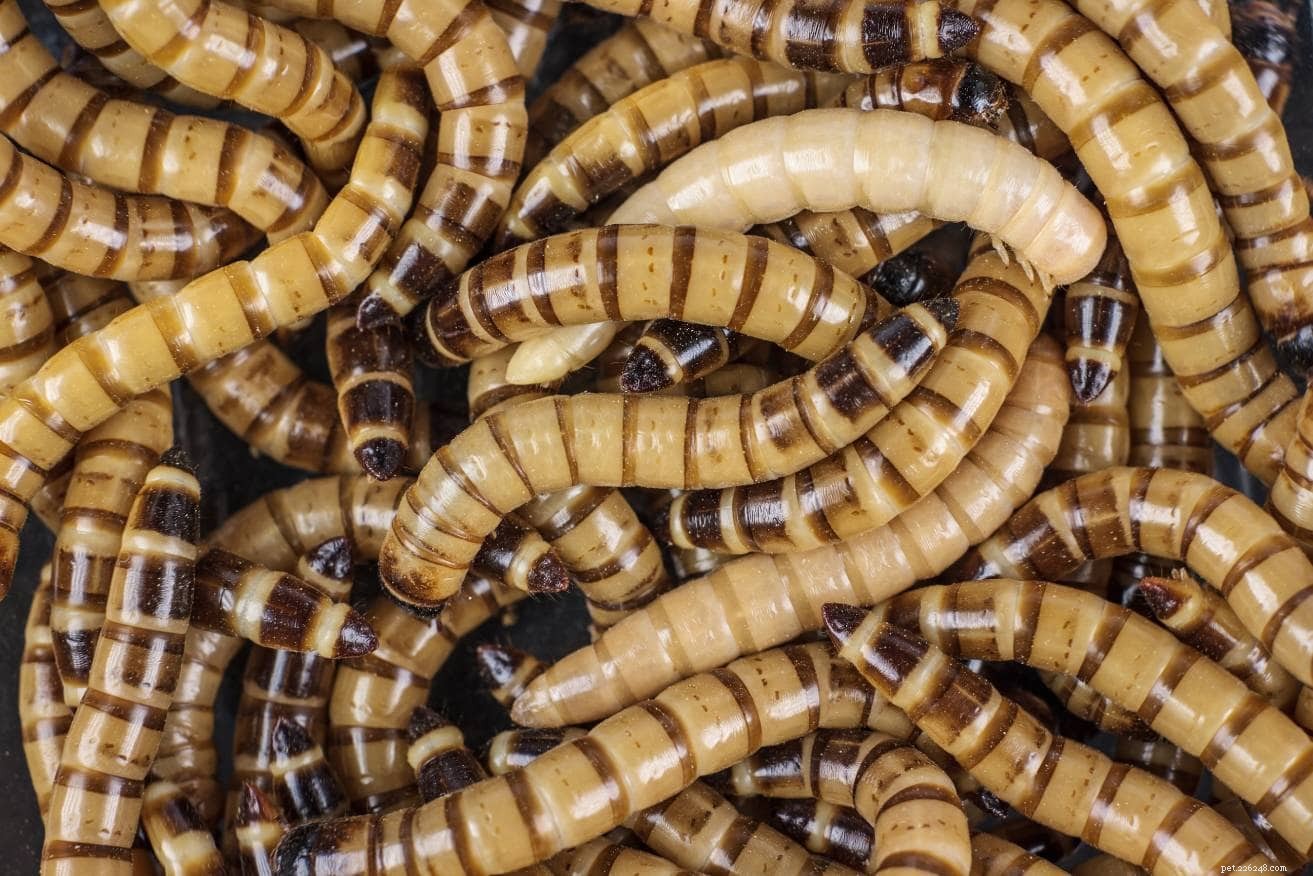 Kunnen egels superwormen eten? Wat u moet weten!