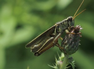 ハリネズミはコオロギを食べることができますか？あなたが知る必要があること！ 