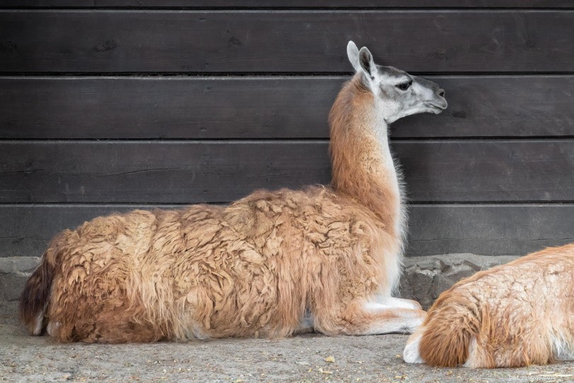12 faits amusants et intéressants sur les lamas ; Ce que vous devez savoir !