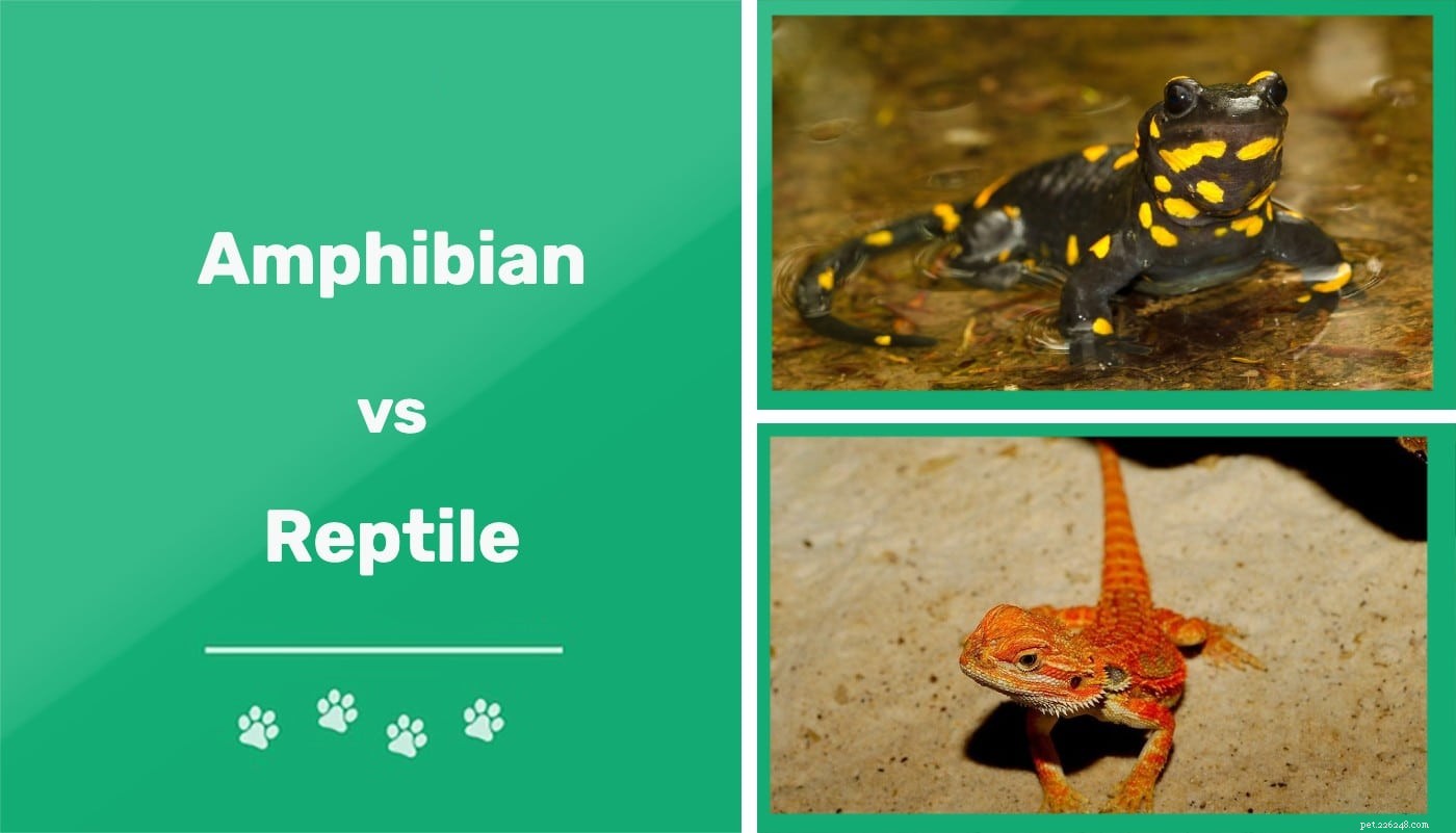 Amfibier vs reptiler:Vad är skillnaderna? (med bilder)