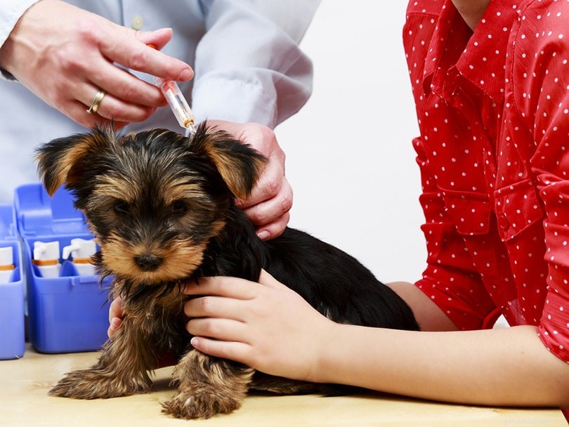 Gör PetSmart vacciner? Vad du behöver veta!