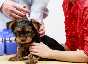 Očkuje PetSmart? Co potřebujete vědět!