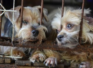 10 srdcervoucích statistik a faktů kanadského závodu Puppy Mill v roce 2022