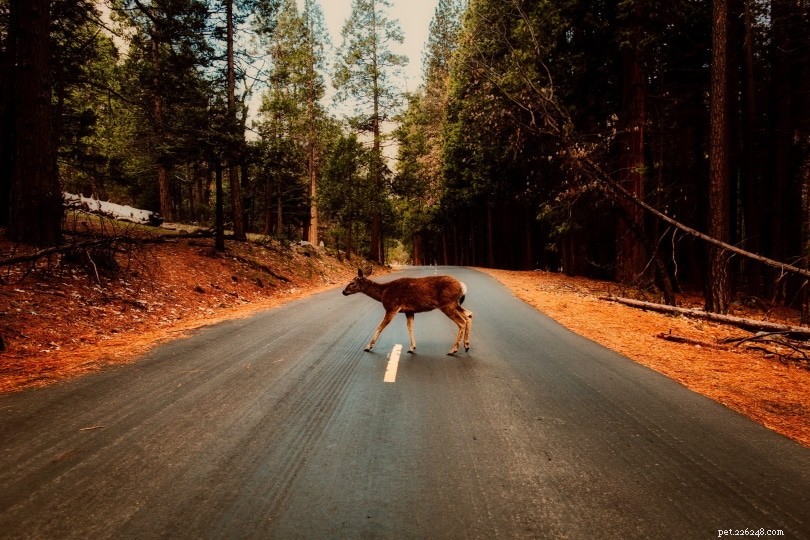 Statistika 15 autonehod jelenů pro rok 2022:Kolik jelenů srazilo auta?