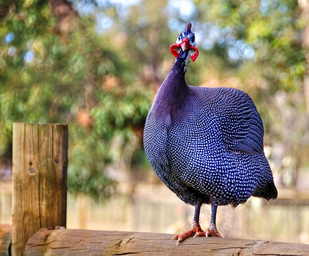 Royal Purple Guinea Fowl