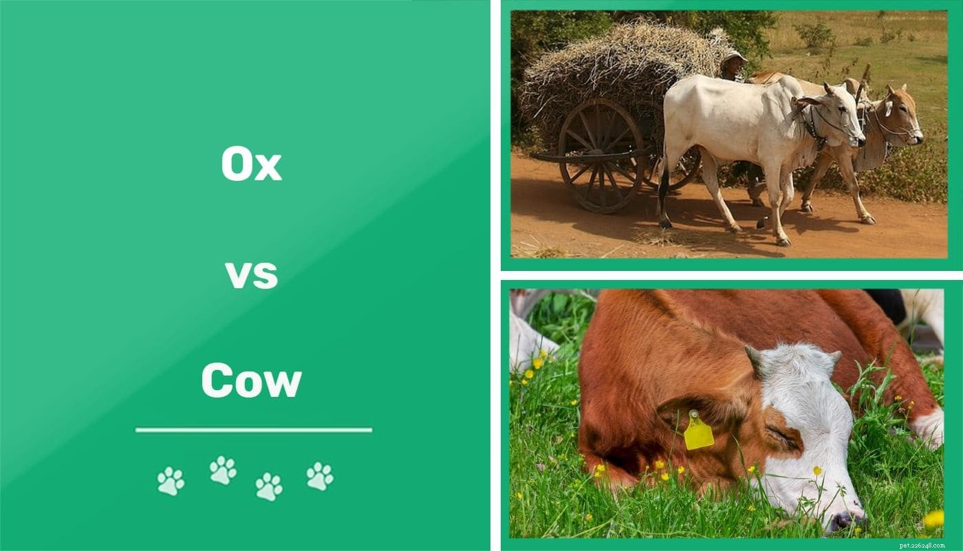 Vůl versus kráva:Jaký je rozdíl?