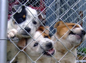 10 srdcervoucích statistik UK Puppy Mill a faktů, které byste měli vědět v roce 2022