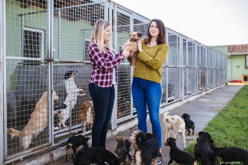 12 UK Animal Shelter Statistics &Facts to Know in 2022:Benefits, Facts &More