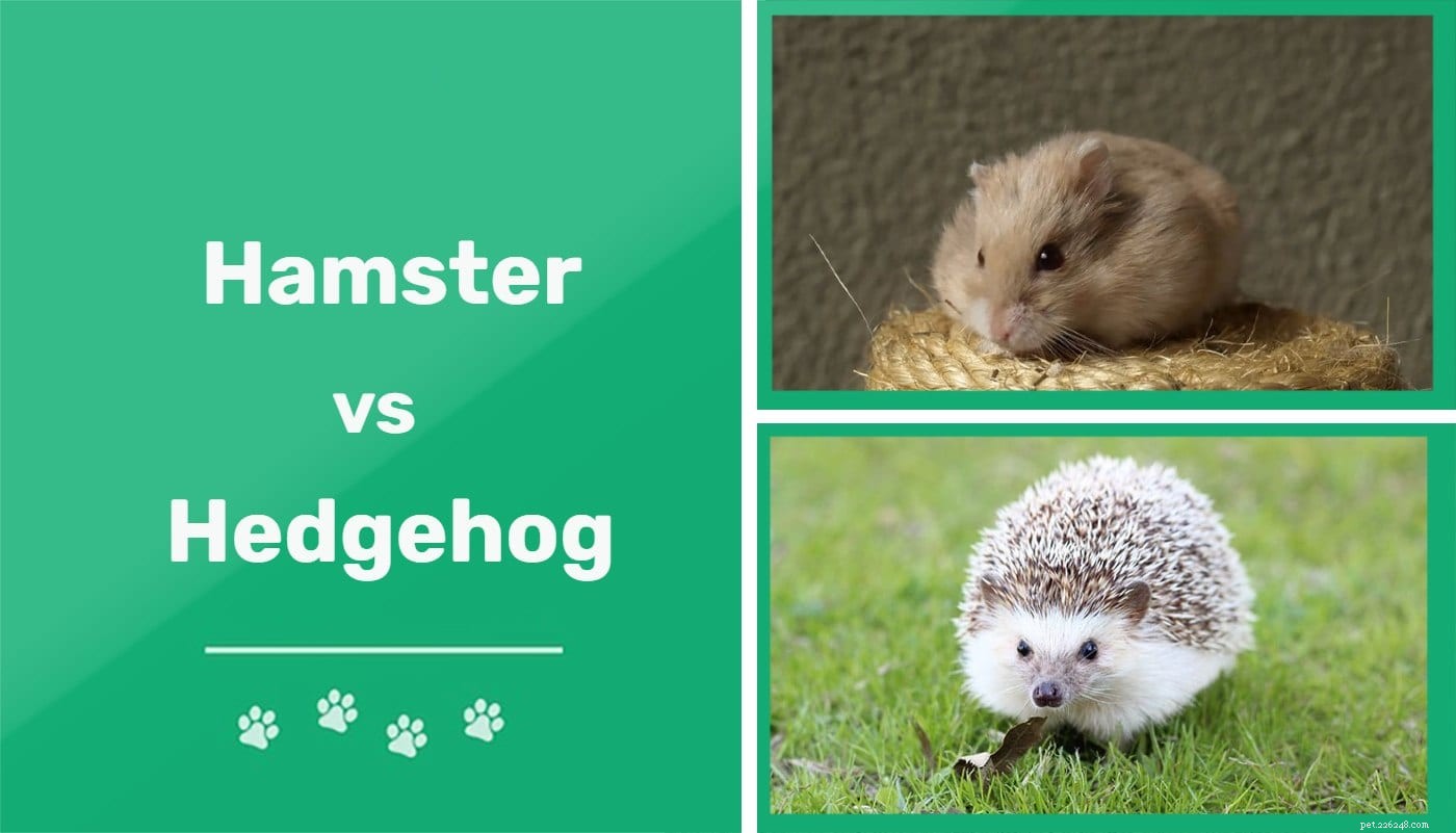 Hamster vs hérisson :quelle est la différence ?