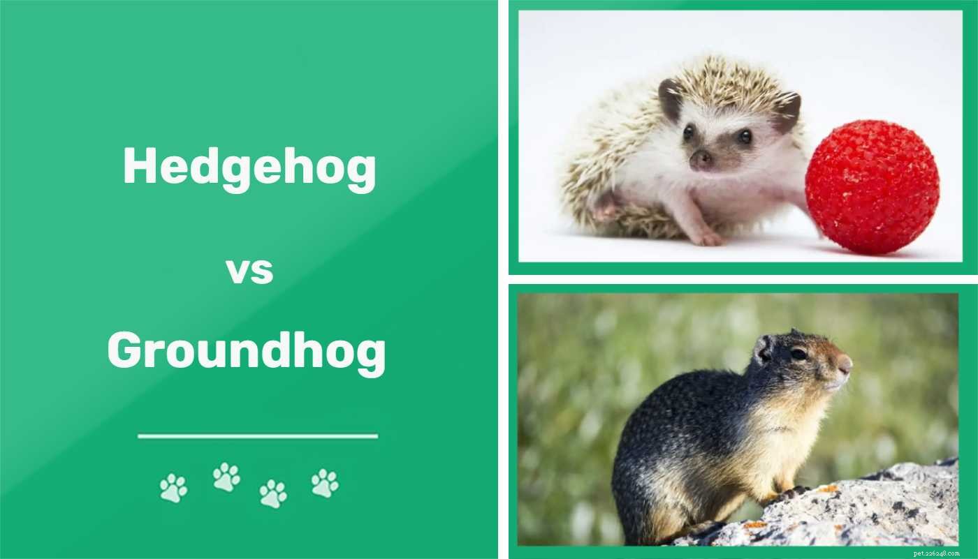 Egel vs. Groundhog:wat is het verschil?