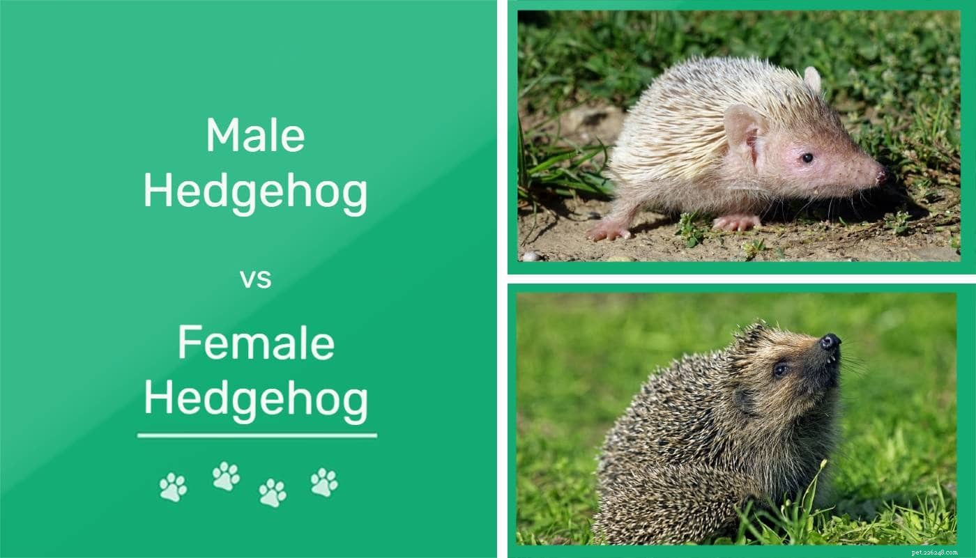 Man versus vrouwelijke egel:wat zijn de verschillen?