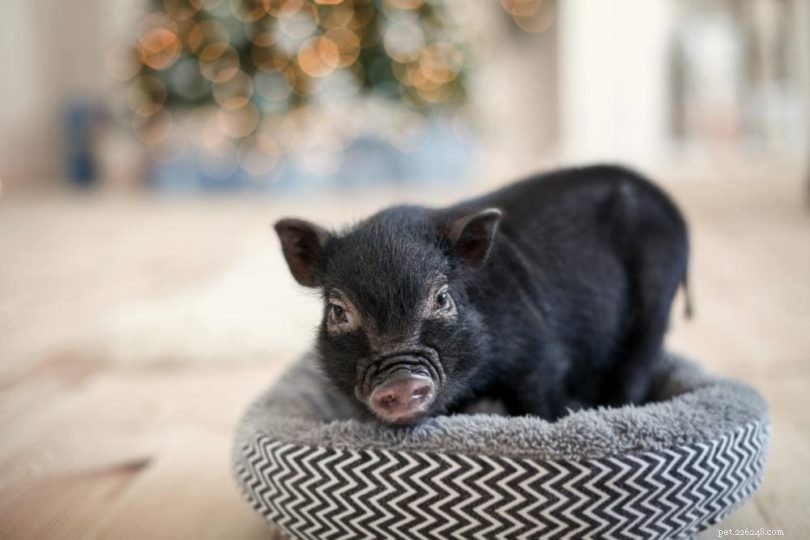소형 애완용 돼지와 관련된 16가지 일반적인 문제