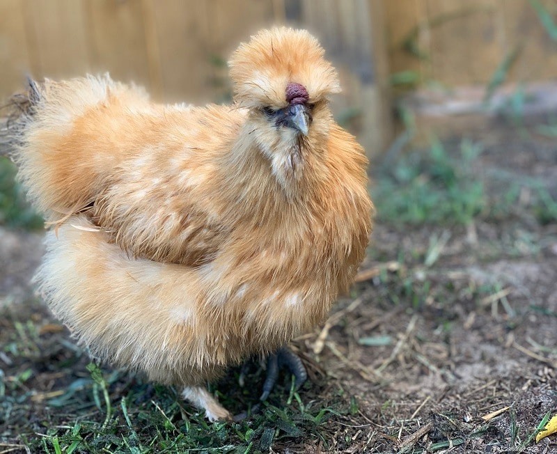 초보자를 위한 최고의 닭 품종 10가지(사진 포함)