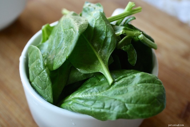 I ricci possono mangiare gli spinaci? Cosa devi sapere!