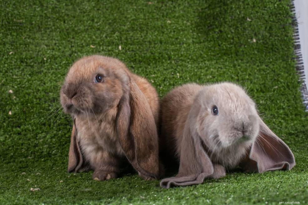 I conigli hanno bisogno di un compagno? Diventano soli?