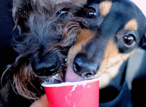 Co je to Starbucks Puppuccino? A jak si to mohu objednat?