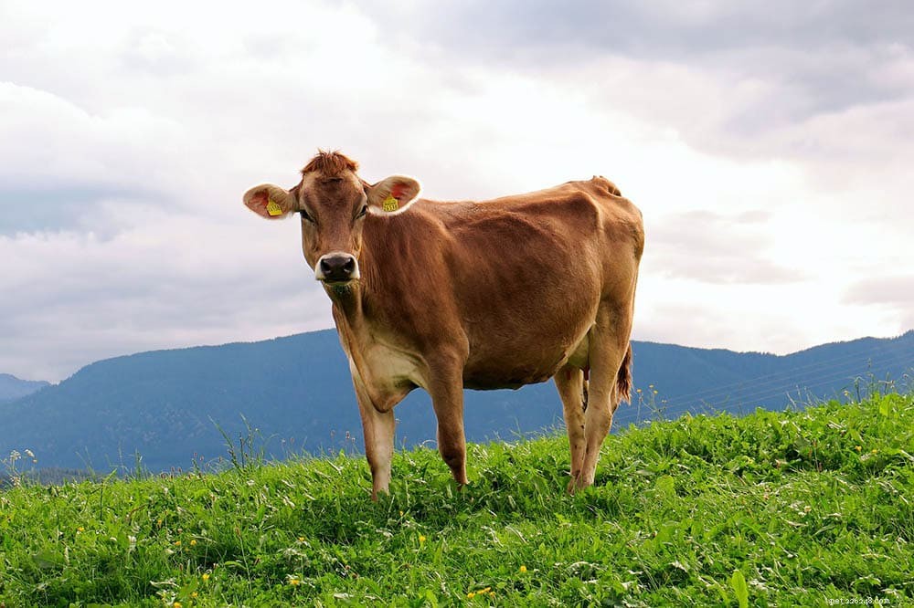 Le mucche possono essere aggressive per gli esseri umani?