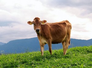Mohou být krávy vůči lidem agresivní?