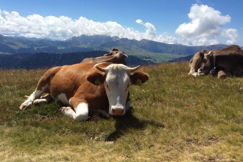 Quali animali attaccano le mucche? Panoramica di 10 predatori