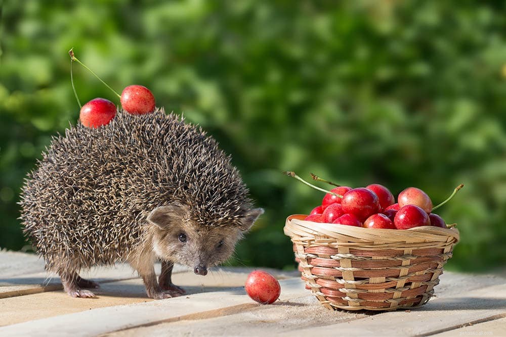 Můžou ježci jíst třešně? Co potřebujete vědět!