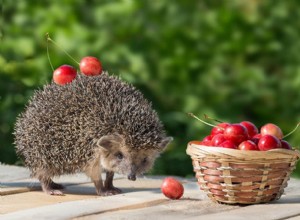 ハリネズミはサクランボを食べることができますか？あなたが知る必要があること！ 