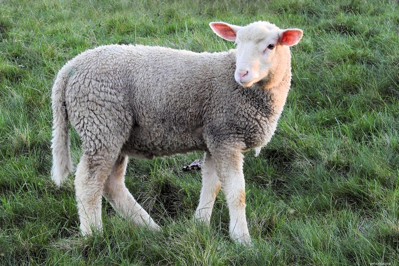 Сколько стоит овца? (Руководство по ценам на 2022 г.)