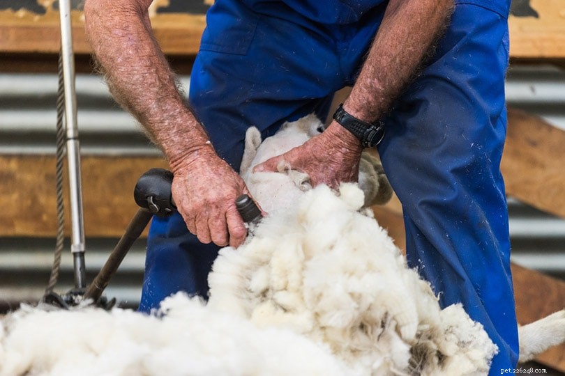羊は刈り取られるのが好きですか？人道的ですか？ 