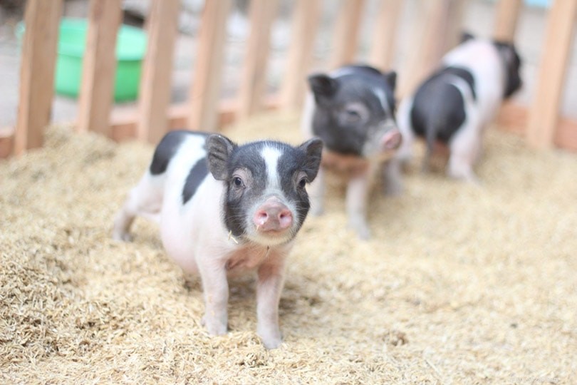 Что едят пузатые мини-свиньи? Что вам нужно знать!