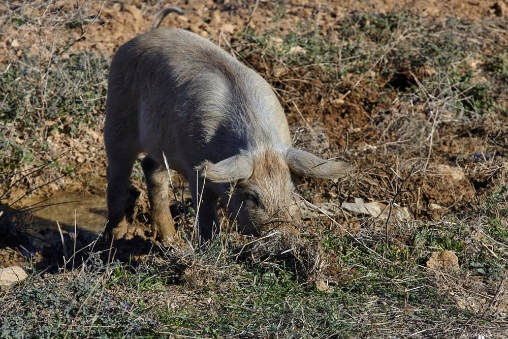 Truffeljachtvarkens:alles wat u moet weten over truffelvarkens