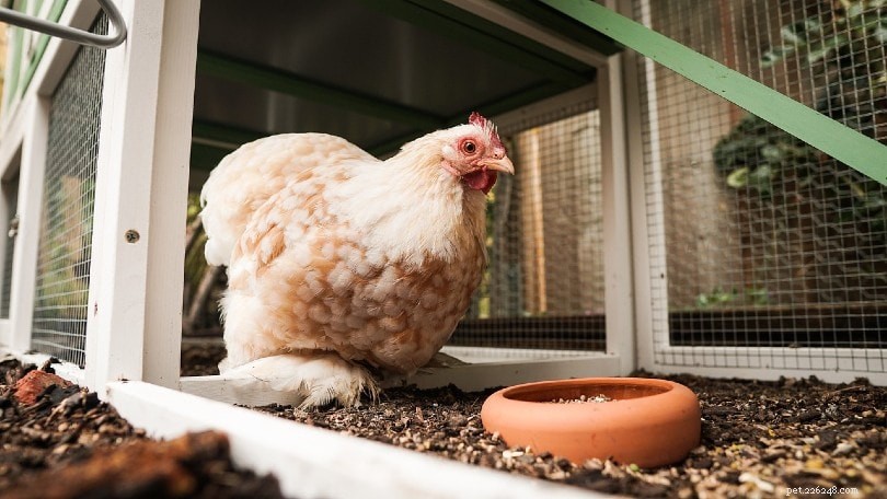Qual ​​è la temperatura ideale per i polli? (La risposta sorprendente!)