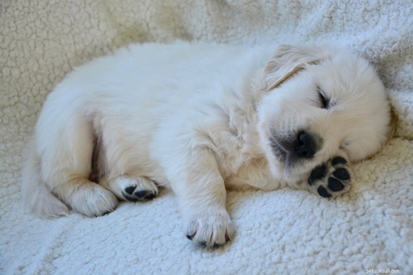 Сколько сна нужно щенкам? Что вам нужно знать!