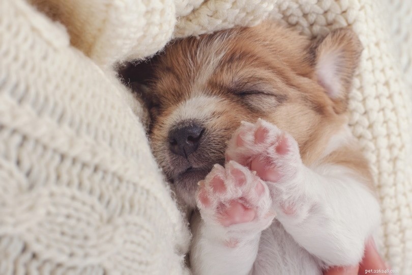 Jak přimět štěně prospat celou noc (6 tipů)