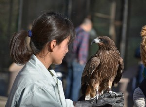 13 statistiques déchirantes sur les animaux dans le divertissement :ce qu il faut savoir en 2022