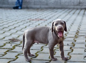 Pouvez-vous donner à un chiot un os à mâcher ?