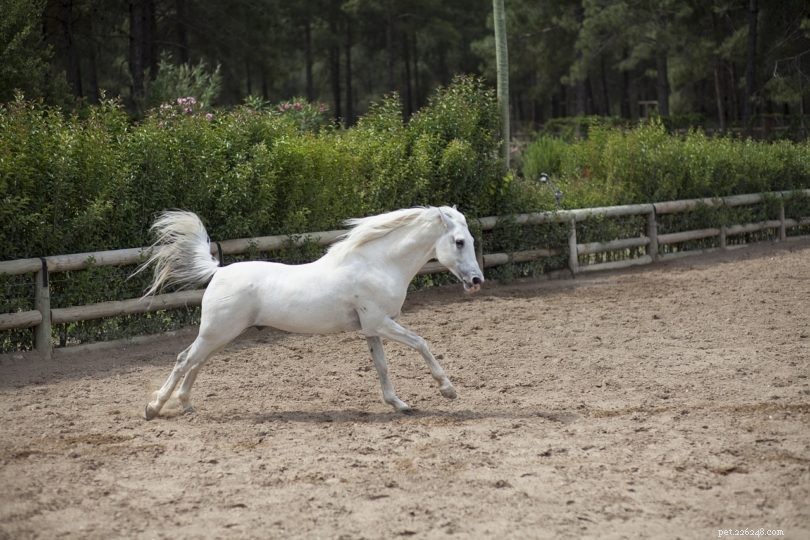 Qual ​​a idade de um cavalo antes de saltar?