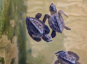 Combien de bébés les tortues ont-elles ? Combien d œufs pondent-ils ?