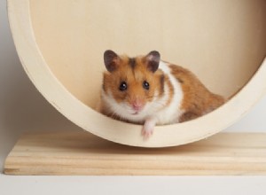 Où acheter un hamster ? (Plus un aperçu des meilleurs endroits)