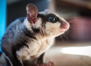 Kde koupit mazlíčka Sugar Glider? (Plus přehled nejlepších míst)