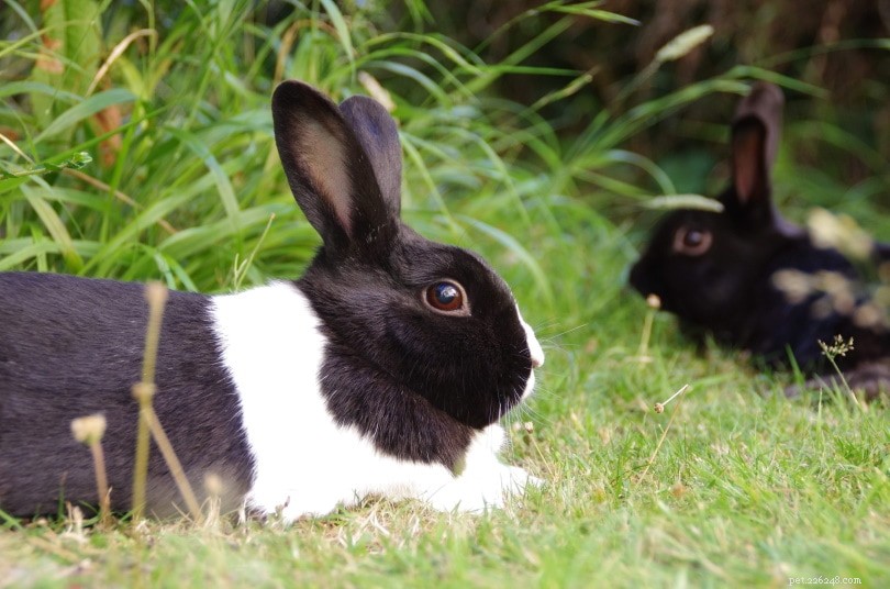 미국에는 애완용 토끼가 몇 마리나 있습니까? 2022년에 알아야 할 통계