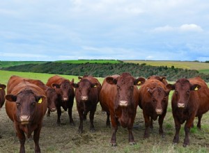 Les vaches ont-elles de la fourrure ? Tout ce que vous devez savoir !