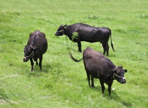 Les vaches japonaises Wagyu sont-elles massées ? Ce que vous devez savoir !