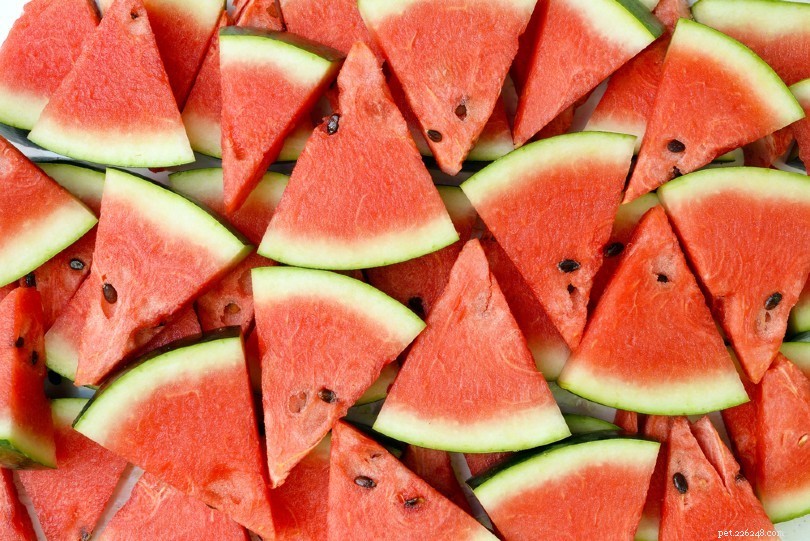 Kunnen egels watermeloen eten? Wat u moet weten!