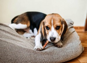 Les Bully Sticks sont-ils sans danger pour les chiots ?