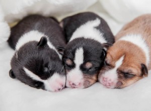 Quand les chiots ouvrent-ils les yeux ? Ce que vous devez savoir !