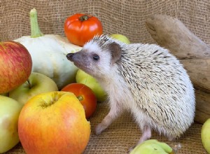 Les hérissons peuvent-ils manger des tomates ? Ce que vous devez savoir !